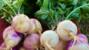 Pile of fresh turnips with bright green stalks.